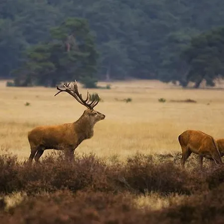 Σπίτι διακοπών Wagenschuur