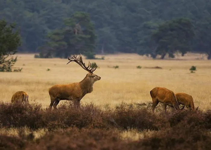 Semesterbostad Wagenschuur